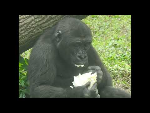 little gorilla Ringo 4y8m old eat corn shorts R吃紅蘿蔔高麗菜 2-26… サムネイル