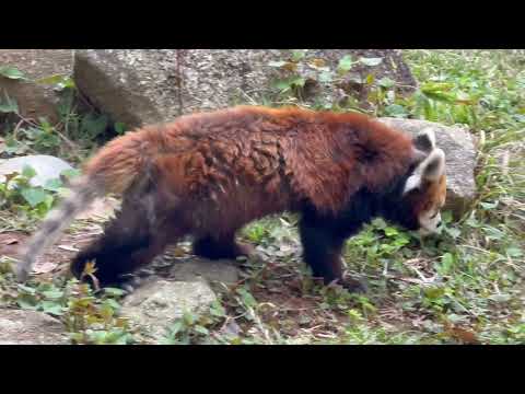 風太くん 朝のお散歩中〜☺️ レッサーパンダ　千葉市動物公園にて　2026年4月18日