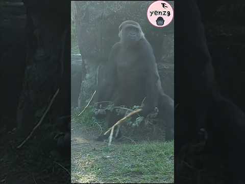 cute Tayari 🤣 gorilla taipeizoo 金剛猩猩 台北市立動物園 funnyanimals s… サムネイル