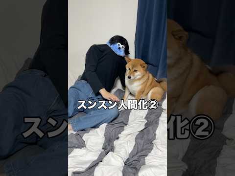 クセになるだろ？ww 柴犬 スンスン shorts