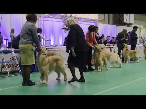 サクラアニュアルショー2026 ゴールデンレトリバー 牡チャンピオン シェルビー3席 ストーン残念賞 本部展 ドッグシ… サムネイル