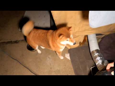 ヒーターのスイッチを押すと素直に寝床についてくれるお嬢様方 サムネイル