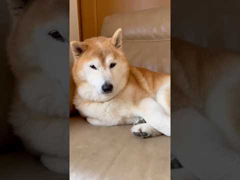 柴犬福 母にオナカビ二次被害を観察される柴犬🤣Mother's boy🤣shorts japanesedog 柴犬 s… サムネイル