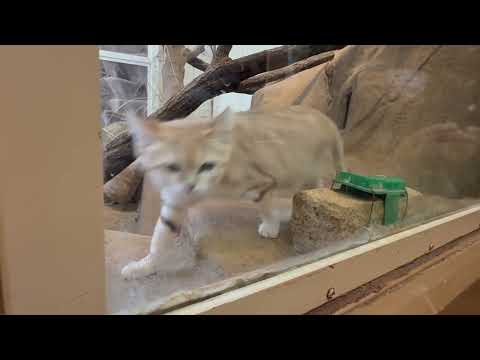 アミーラちゃん ネズミたちを観察中〜⁈  スナネコ　埼玉県こども動物自然公園にて　2026年3月6日 サムネイル