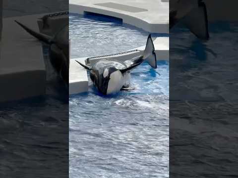 shorts パフォーマンス直前のアナウンスが流れてもランディングなランちゃん🤭　須磨シーワールドにて サムネイル