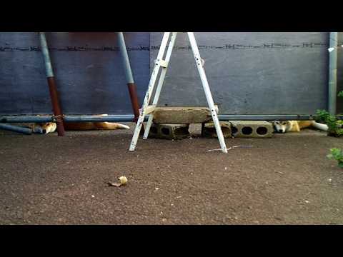 2026年3月29日(日) 柵の下からおかえりなさい！！！🦊🦊🦊 サムネイル