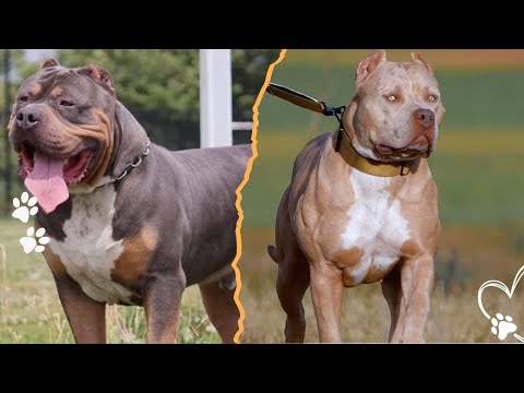 The Highs and Lows of Loving a Pit Bull サムネイル