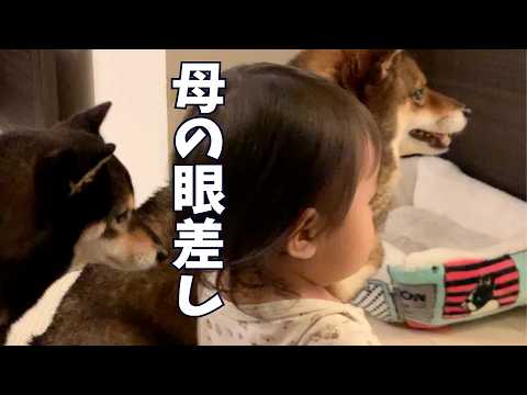 母の目で見ていて重大なことに気がついた🐕柴犬 サムネイル