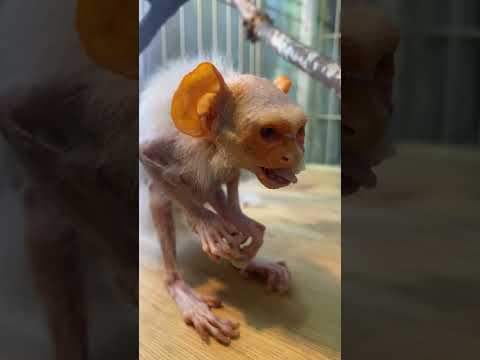 朝食バナナを楽しむおばあちゃん猿♫shorts 猿 動物 サムネイル