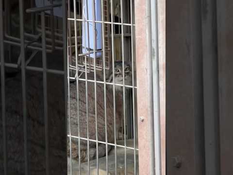 shorts 仕切りからエルくん見ていたミーニャちゃん☺️ゴロんも♪ マヌルネコ　東山動植物園にて　2026年3月13日 サムネイル