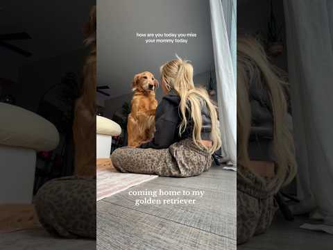 coming home to my golden retriever🥵goldenretreivers dog pup… サムネイル