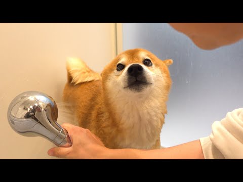 【2025年総集編】柴犬と振り返る、色々ありすぎた一年 サムネイル