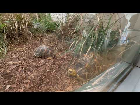 ホウシャガメ　野毛山動物園にて　2026年5月10日