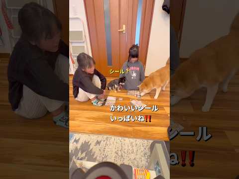 シール交換に参加する🐶‼️ 柴犬 チワワ shorts サムネイル