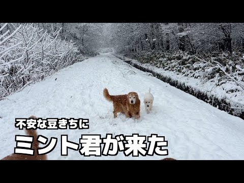 【初めての外】不安な4ヶ月豆きちに、１２歳ミント君が寄り添いました サムネイル