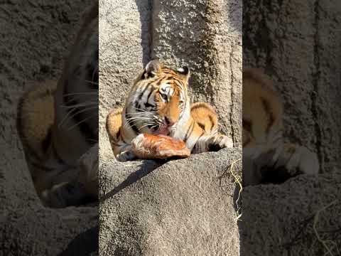 shorts シカのお肉(屠体給餌)を丁寧にペロペロするサーシャちゃん　今日はサーシャの日　アムールトラ　浜松市動物園… サムネイル