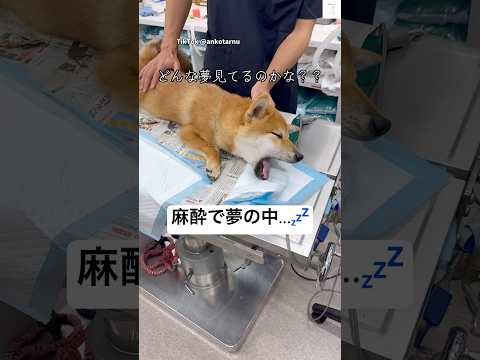麻酔で夢の世界に行った柴犬　柴犬　犬　麻酔　寝言　動物病院 サムネイル