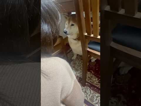 柴犬福 一口を惜しむ柴犬😂Mother's boy🤣shorts funny 柴犬 funnydog dogshort… サムネイル