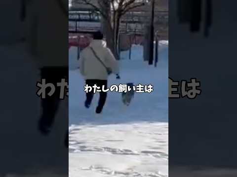 柴犬12歳🐕が求める飼い主の条件！ サムネイル
