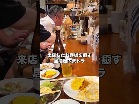 来店したお客さんを楽しませる居酒屋の茶トラ 茶トラ トラ猫 腎不全 猫 サムネイル