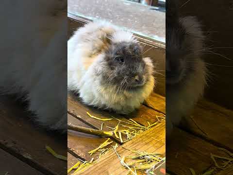 shorts アンゴラウサギさん　那須どうぶつ王国にて　2026年1月30日