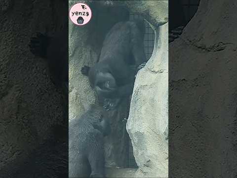 funny Jabali upside down😆 gorilla gorillatag taipeizoo 金剛猩猩… サムネイル