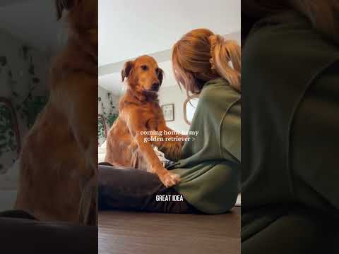 coming home to my golden retriever🥵 goldenretreiver dog ind… サムネイル