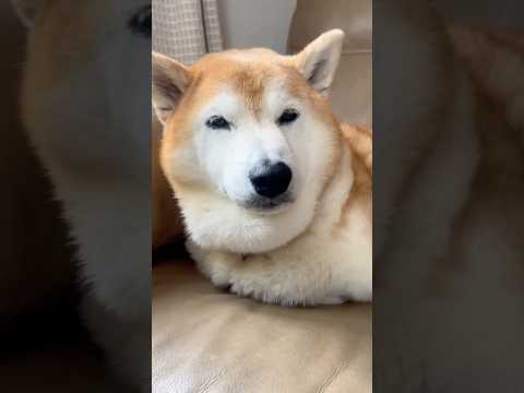 柴犬福 姉に貴族対応することを勝手に誓われるタキレグ先輩🤣Sister and Shiba🤣姉と柴 shorts fu… サムネイル