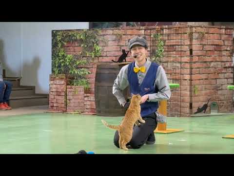 4か月ぶりのお兄さんMC‼️なかなか見れない猫によるショー ザ・キャッツ　iPhone 版　午前の部　那須どうぶつ王国…