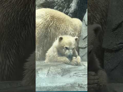 shorts モモ太くん いっぱい泳いで疲れちゃったのネェ〜☺️   ホッキョクグマ親子秋田県男鹿水族館GAOにて20… サムネイル