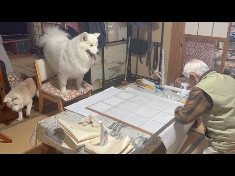 障子張り替えるじいちゃんを司令官のように見下ろすサモエドと柴犬 サムネイル
