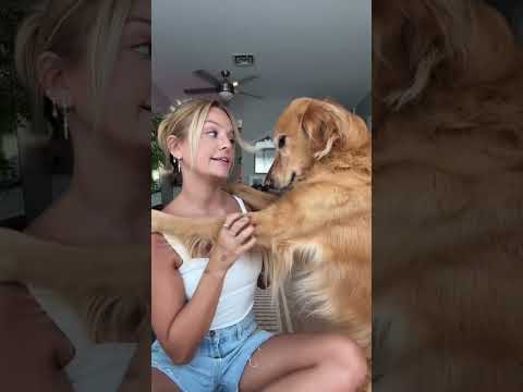 coming home to my golden retriever🥵 goldenretreiver dog ind…
