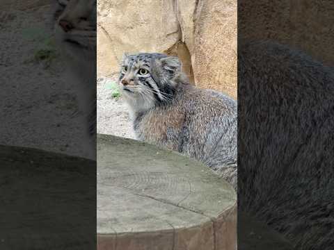 shorts ナゴムくんのしっぽ🤭　マヌルネコ　那須どうぶつ王国にて　2026年4月24日 サムネイル