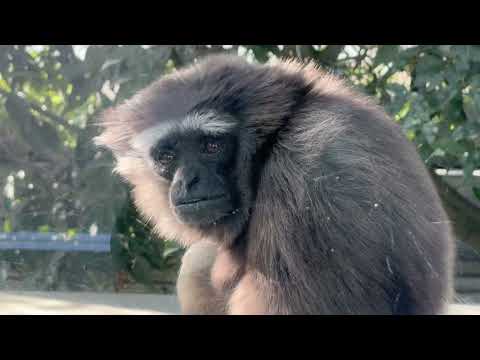 ピッピさん　ボルネオシロヒゲテナガザル　のんほいパークにて　2026年1月23日 サムネイル