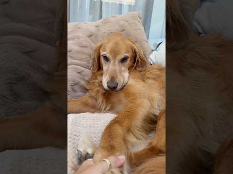 coming home to my golden retriever🥵 goldenretreiver dog ind… サムネイル