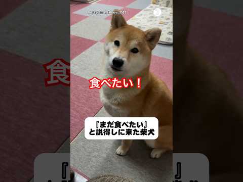 まだ食べたい柴犬、必死のアピール　柴犬　犬　かわいい犬 犬のいる暮らし かわいい サムネイル