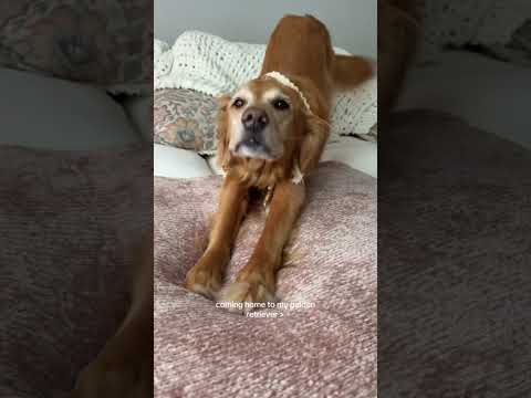 coming home to my golden retriever🥵 goldenretreiver dog ind… サムネイル