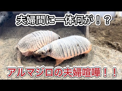 普段は仲良しなアルマジロ夫婦の珍しいケンカを撮った！！