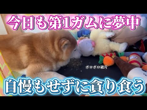 柴犬福 ガム自慢かと思いきや、一心不乱にガムを食べてた柴犬🤣Shiba-ASMR🤣 サムネイル