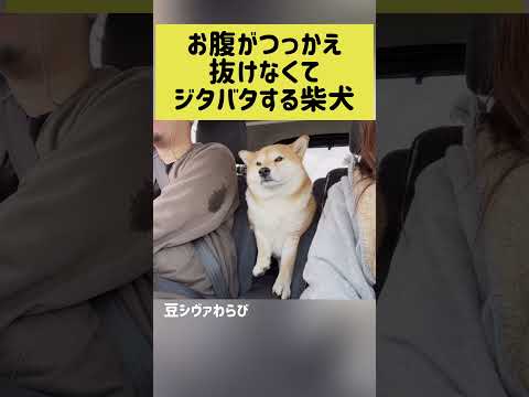 お腹がつっかえ抜けなくてジタバタ　る柴犬 柴犬 shibainu shorts サムネイル
