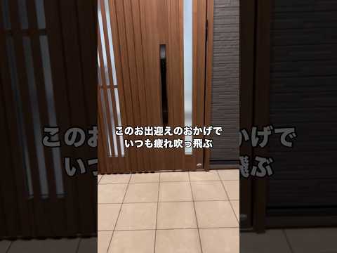 こりゃ仕事の疲れ吹っ飛ぶわwww ゴールデンレトリバー 大型犬 大型犬のいる生活 shorts サムネイル