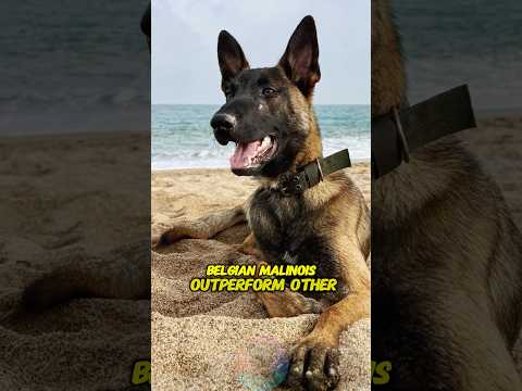 Top 4 Reasons Belgian Malinois Outperform Other Dog Breeds… サムネイル