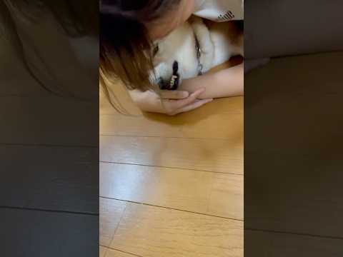 柴犬福 姉に絡まれてる時の柴犬の顔🤣Sister and Shiba🤣姉と柴 shorts 柴犬 shibainu j…