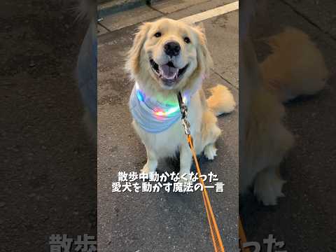 この時期がやって来ましたね…!お散歩の時の熱中症対策されてることあったら教えて下さい!ゴールデンレトリバー 犬と二人暮…