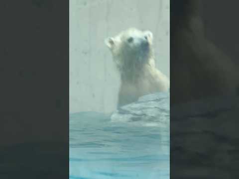 shorts 泳ぎはじめると楽しくなっちゃうモモ太くん　  ホッキョクグマの仔　秋田県男鹿水族館GAOにて2026年5… サムネイル