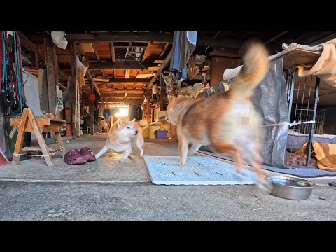 2026年1月28日(水) 急にスイッチが入るロケットココさん サムネイル