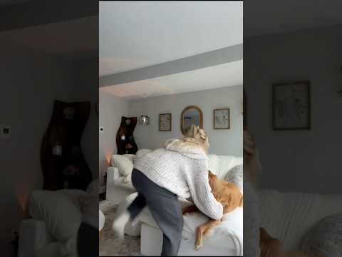 coming home to my golden retriever ♥️ goldendog dog puppy g… サムネイル