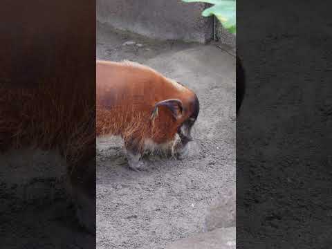 shorts アァカワイノシシのセイくん　那須どうぶつ王国 サムネイル