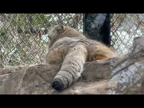 ロータスくん テッペンでペッタリ🤭　マヌルネコ　埼玉県こども動物自然公園にて　2026年3月6日 サムネイル