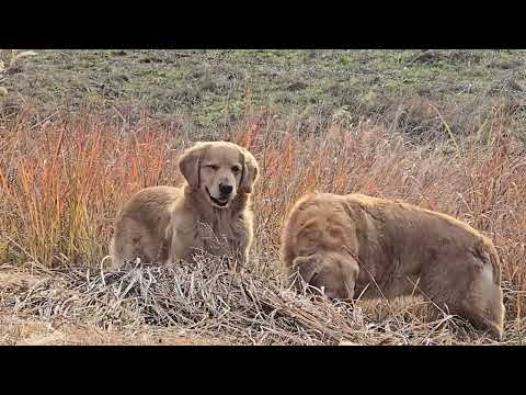 里山の初冬は枯草に保護色のゴールデンレトリバーの家族 サムネイル